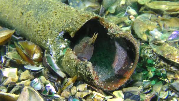 Lixo no mar: peixes escondidos no míssil . — Vídeo de Stock