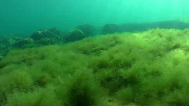 Onderwater landschap: stralen van de zon, de waterkolom, de bodem bedekt met algen. — Stockvideo