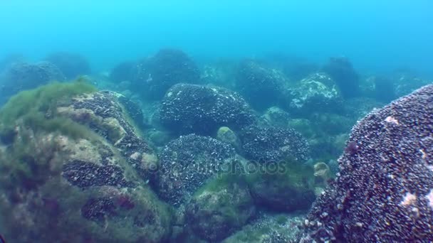 Unterwasserlandschaft: mit Muscheln und Algen bedeckte Steine in blauem Wasser.