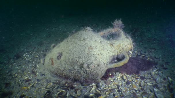 Arqueologia subaquática: ânfora grega antiga no fundo do mar . — Vídeo de Stock