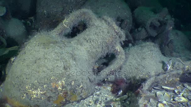 Arqueología submarina: ánforas griegas antiguas en el fondo marino . — Vídeos de Stock