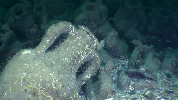 Archeologia podwodna: starożytnych greckich amfor na dnie morza. — Wideo stockowe