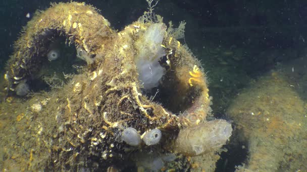 Ânfora grega antiga no fundo do mar, close-up . — Vídeo de Stock