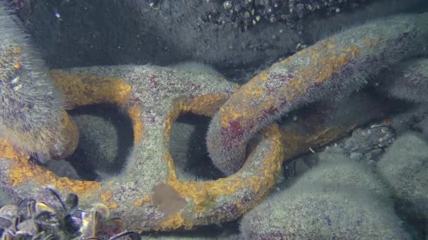 Enlaces de una enorme cadena de anclaje en el fondo del mar . — Vídeo de stock