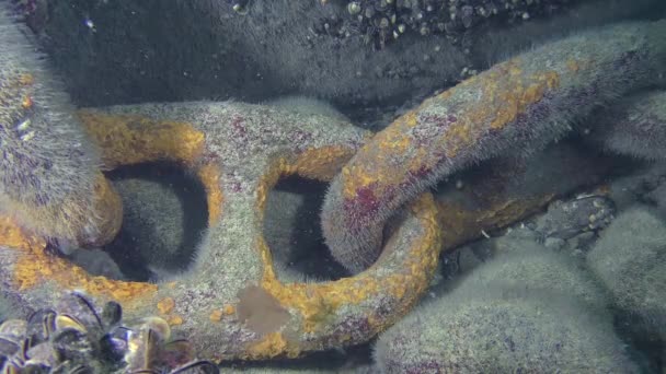 Collegamenti di un'enorme catena di ancoraggio in fondo al mare . — Video Stock