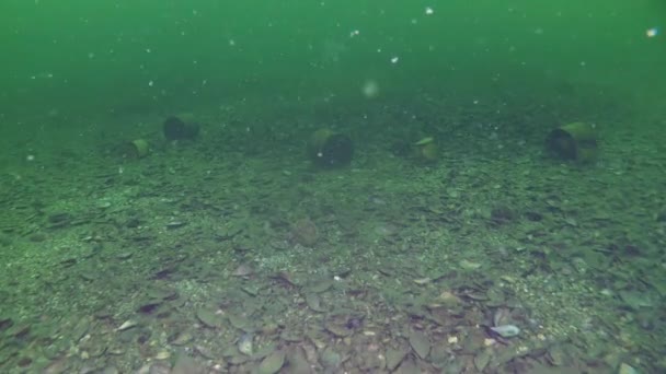 Basura en el mar: latas de metal en el fondo del mar . — Vídeos de Stock