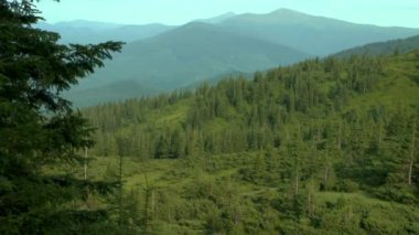 Ön planda bir köknar ağacı ile Dağları.