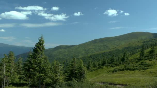 Paysage de montagne avec une forêt d'épinettes au premier plan .
