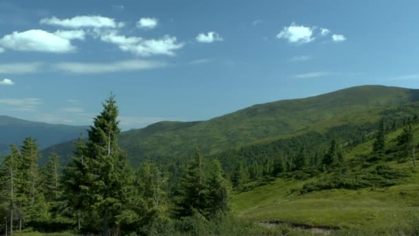 Paesaggio montano con una foresta di abeti rossi in primo piano . — Video Stock