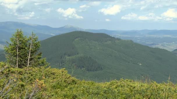 As montanhas estão cobertas de floresta . — Vídeo de Stock