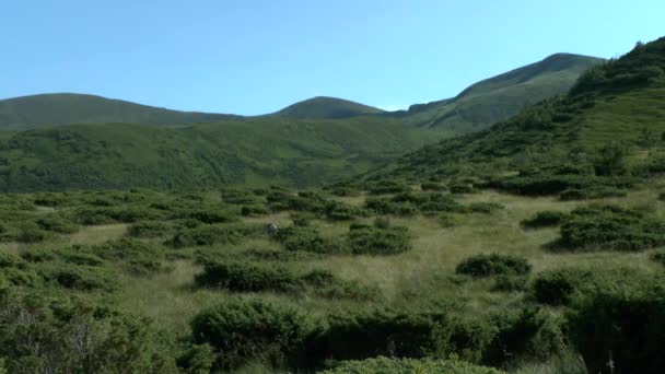 Slope of the mountain with juniper curtains. — Stock Video