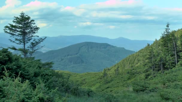 Mountain landscape with fir trees and juniper in the foreground. — Stock Video