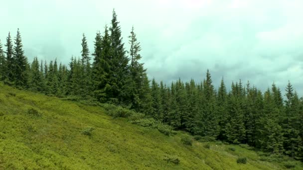 Fenyő erdő a hegy lejtőjén, árnyékok, felhők. — Stock videók