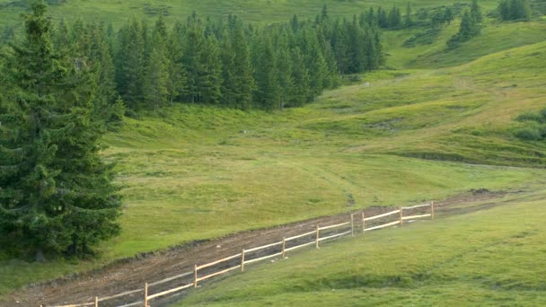 Foresta di abete su un pendio di montagna con una strada in primo piano . — Video Stock