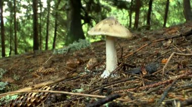 Orman arka plan üzerinde genç yenilebilir mantar russula.