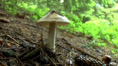 Orman arka plan üzerinde genç yenilebilir mantar russula.