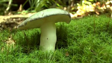 Orman arka plan üzerinde yenilebilir mantar russula.