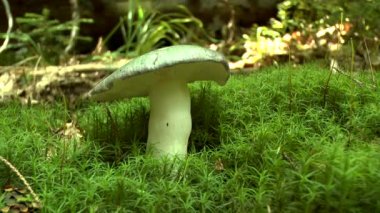 Orman arka plan üzerinde yenilebilir mantar russula.