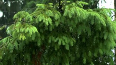 Yağmur ormanındaki: Ladin düşen yağmur çerçevede bir dalı.