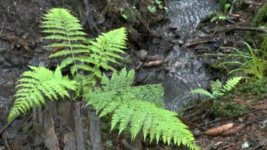 Yağmur ormanındaki: damla düşmek geniş atış bitki fern, yapraklarda.