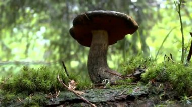 Yağmur ormanındaki: ağaç dalları sallanan arka planda bir mantar.