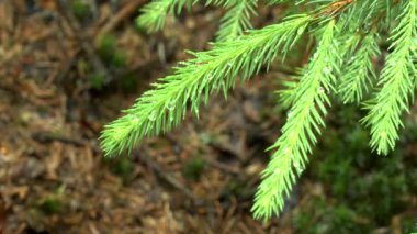 Yağmur ormanındaki: yağmur damlaları iğneyi Ladin Şubesi, yakın çekim.
