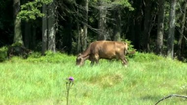 Orman kenarı: inek Orman ağaçları arka planı grazes.