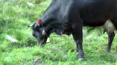 Bir inek çimenli bir yamaçta, orta atış grazes.