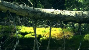 Orman muhafaza: düşmüş ağaç gövdeleri ile yeşil yosun kaplı.