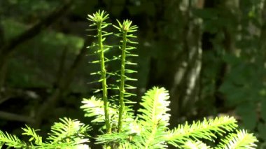 Genç bir Ladin üst kısmında küçük bir ağaç, ateş eder.