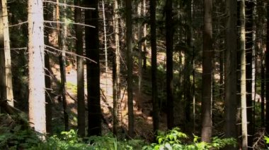 Çam ormanı: Güneş ışınları ağaç gövdeleri aydınlatmak.
