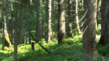 Çam ormanı: Güneş ışınları ağaç gövdeleri aydınlatmak.
