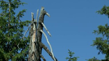 Çam ormanı: kırık gövde ve mavi gökyüzü karşı genç ağaçların taç bölme.