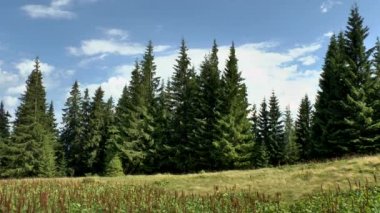 Ladin ormanı: bulutlu bir gökyüzü arka planı köknar ağaçlarının silhouettes.