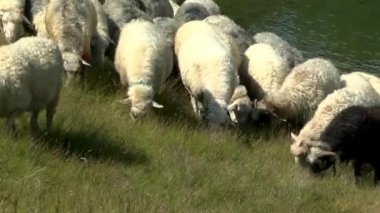 Suya karşı bir dağın üzerinde çanlar, koyun sürüsü grazes.