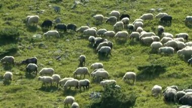 Çanlar, koyun sürüsü bir dağın üzerinde grazes.