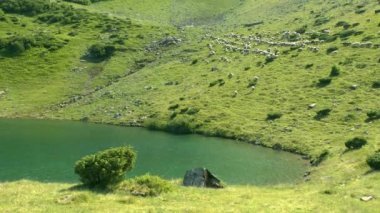 Koyun sürüsü bir dağ gölü yukarıda bir yamaç boyunca geçer.