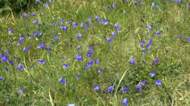 Karpat bellflower (çan çiçeği carpatica).