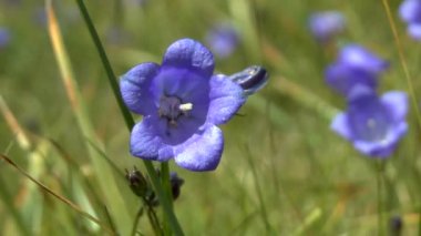 Karpat bellflower (çan çiçeği carpatica).