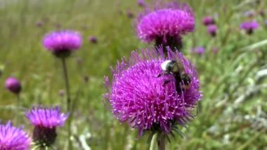 Thistle (Círsium sp.), bitkilerin çiçeklenme yakın çekim.
