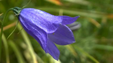 Karpat bellflower (çan çiçeği carpatica).