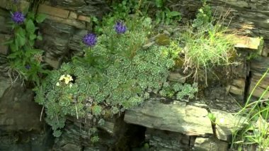 Bitkiler olağanüstüsarı (Sempervivum sp grup.).