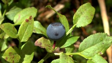Orman: olgun berry yaban mersini (Vaccinium sp.), yakın çekim.