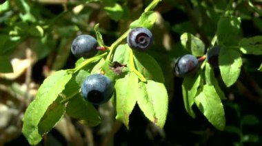 Orman: Karpuzu yaban mersini (Vaccinium sp.), olgunlaştı yakın çekim.