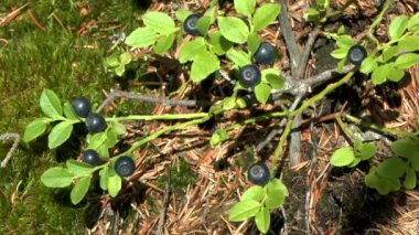 Orman: Yaban mersini (Vaccinium sp.) ile olgun meyveler, bitki orta atış.