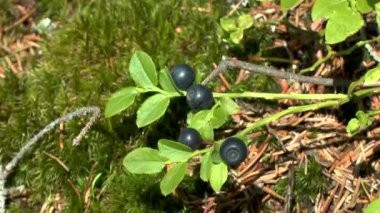 Orman: Yaban mersini (Vaccinium sp.) ile olgun meyveler, bitki orta atış.