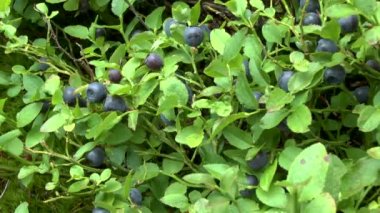 Orman: Yaban mersini (Vaccinium sp.) ile olgun çilek bitki..