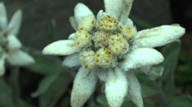Edelweiss (Leontopodium nivale), çiçek yakın çekim.