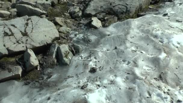 ズームに汚れた雪の表面は、昨年の冬以来残った. — ストック動画