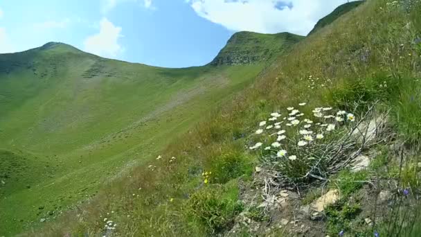 Una ladera verde de montaña y un arbusto de flores en primer plano . — Vídeos de Stock